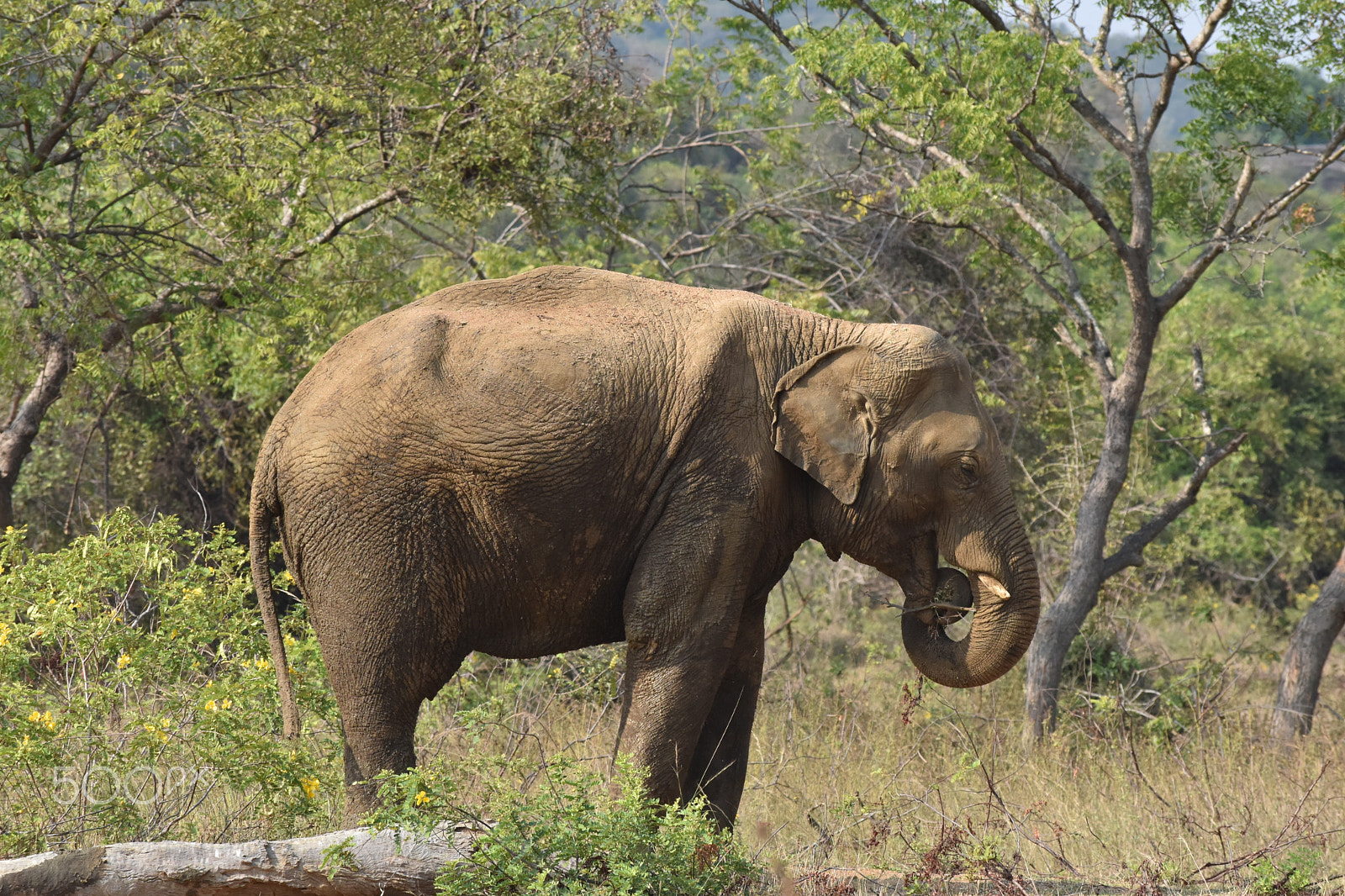 Nikon D5500 sample photo. Elephant photography