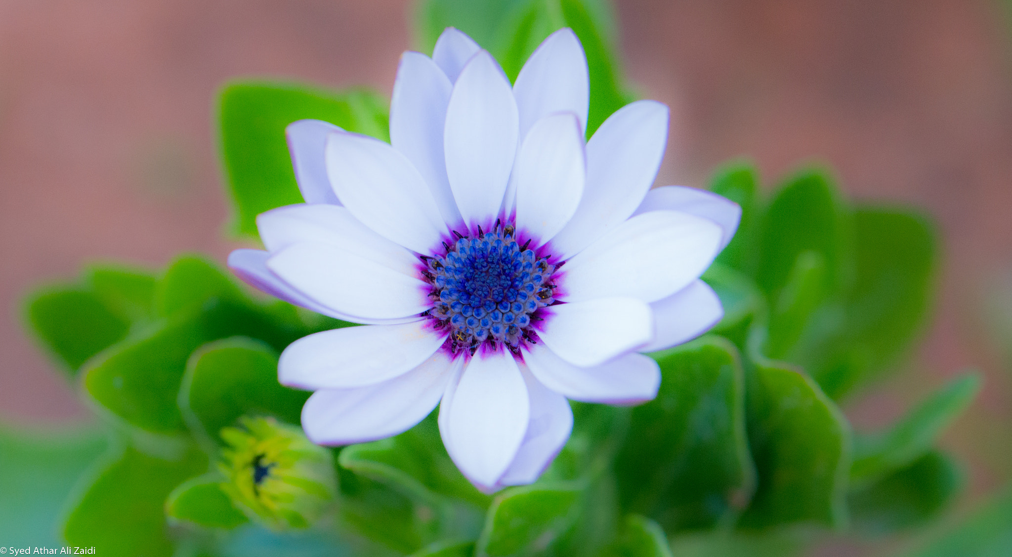 Nikon AF-S Micro-Nikkor 105mm F2.8G IF-ED VR sample photo. In love with this flower photography