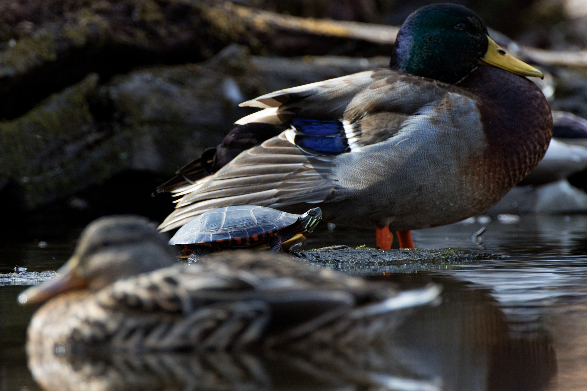 Canon EF 500mm F4L IS USM sample photo. Turtleducken photography