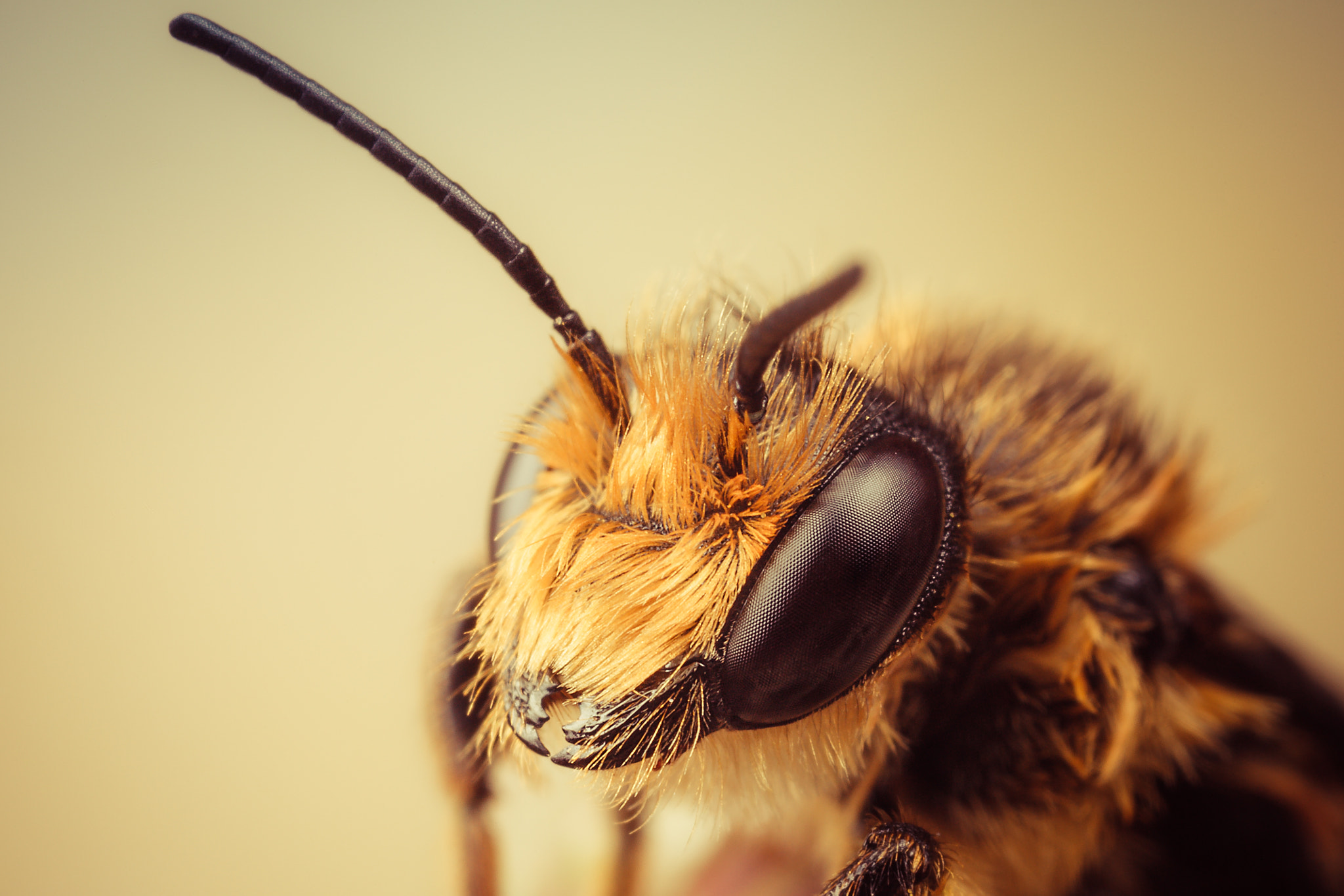 Canon EOS 5D Mark II + Canon MP-E 65mm F2.5 1-5x Macro Photo sample photo. Red mason bee photography