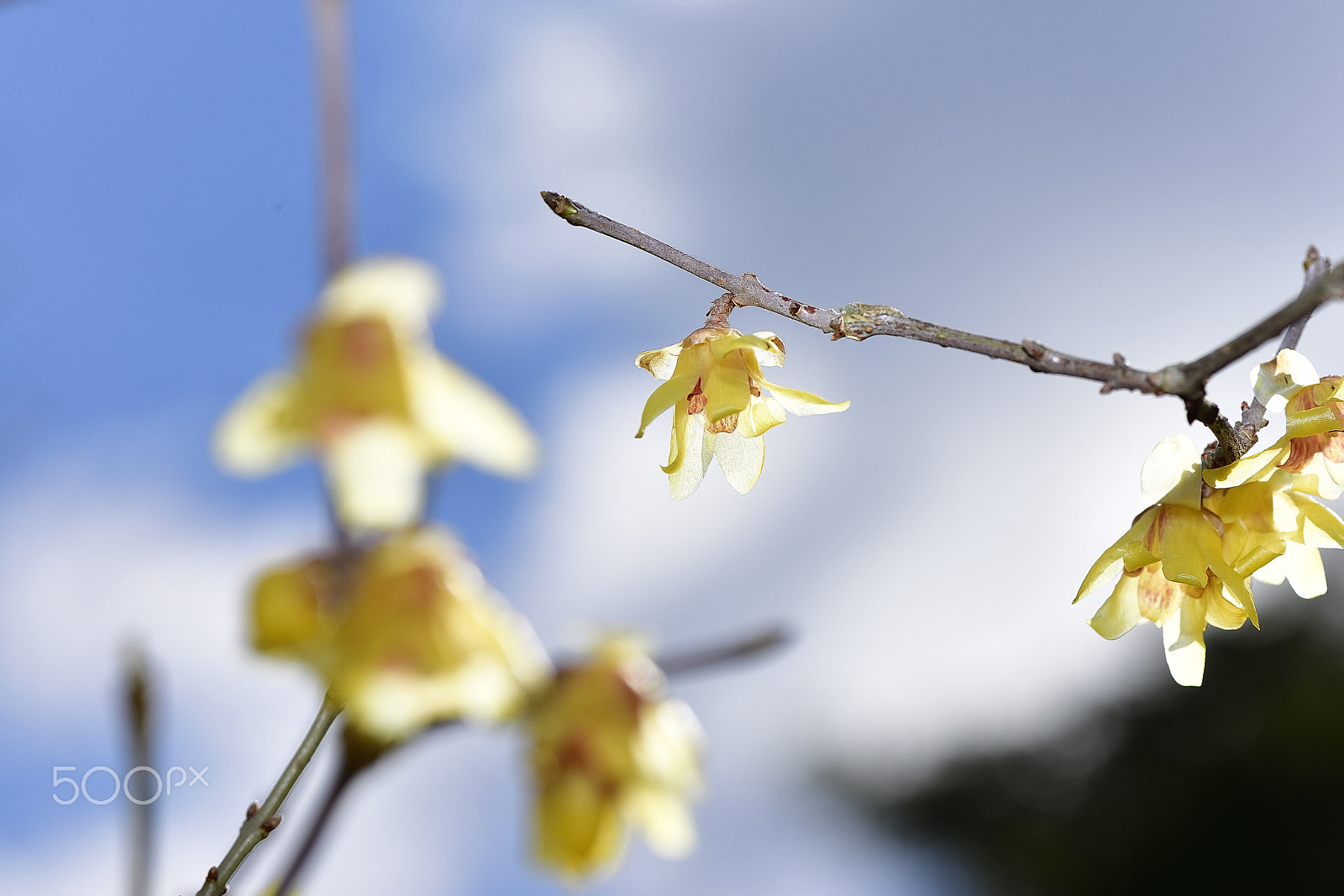 Nikon AF-S Micro-Nikkor 105mm F2.8G IF-ED VR sample photo. Yellow plum is a winter sky photography