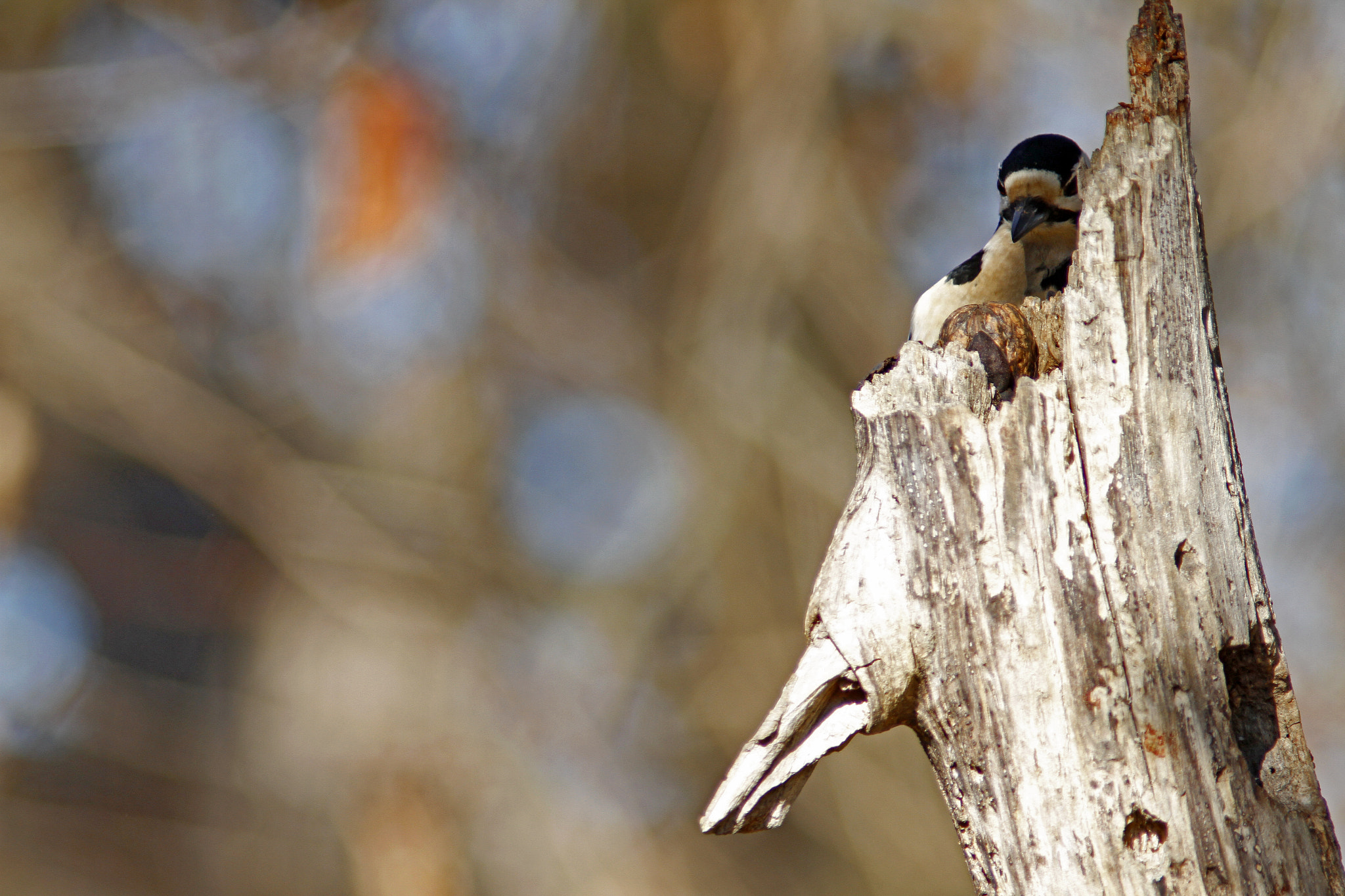 Canon EF 300mm f/4L + 1.4x sample photo. Walnut, i've found you! photography