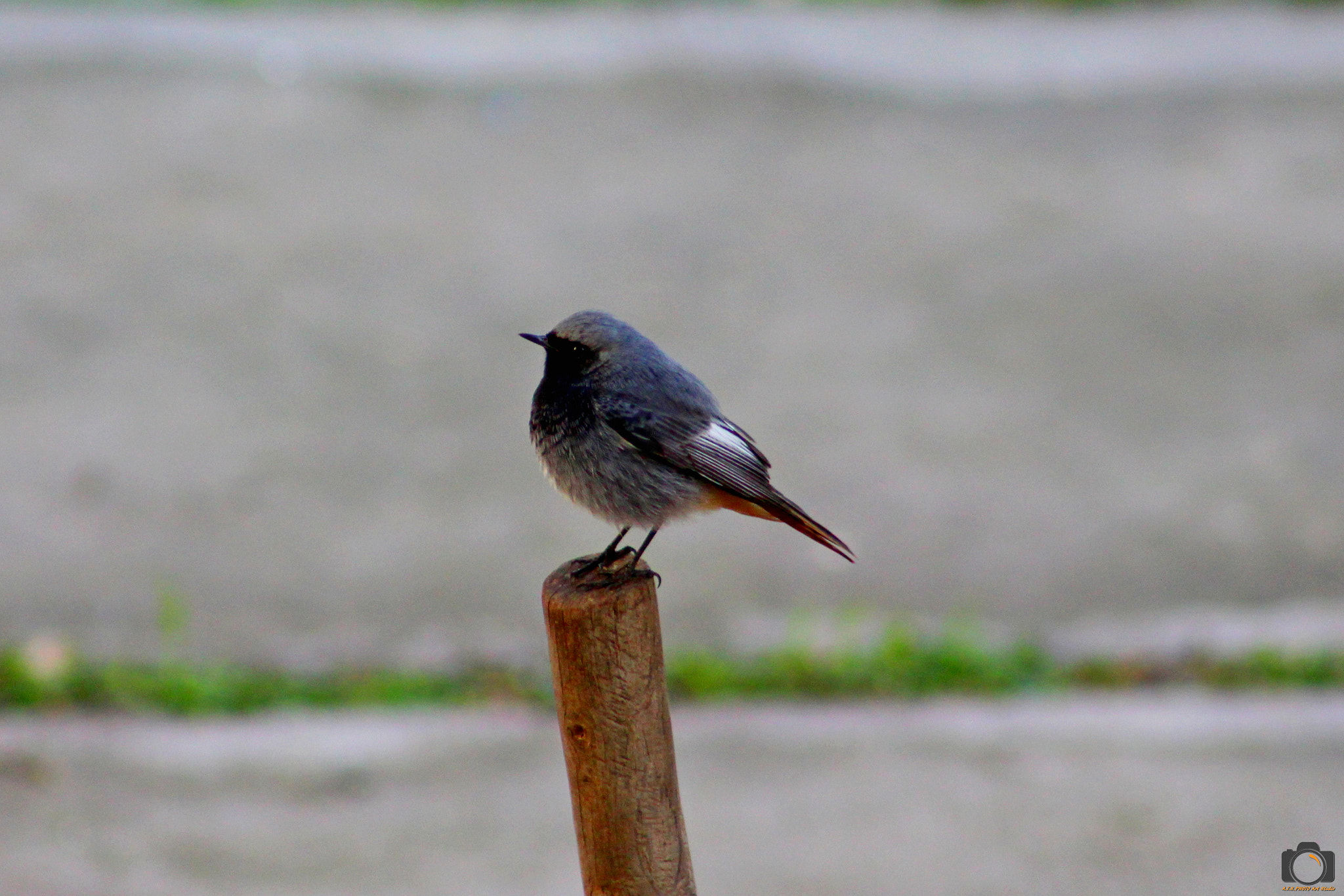 Canon EOS 700D (EOS Rebel T5i / EOS Kiss X7i) + EF75-300mm f/4-5.6 sample photo. Codirosso spazzacamino photography