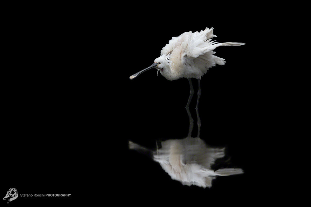 Canon EF 300mm F2.8L IS USM sample photo. Black and white photography