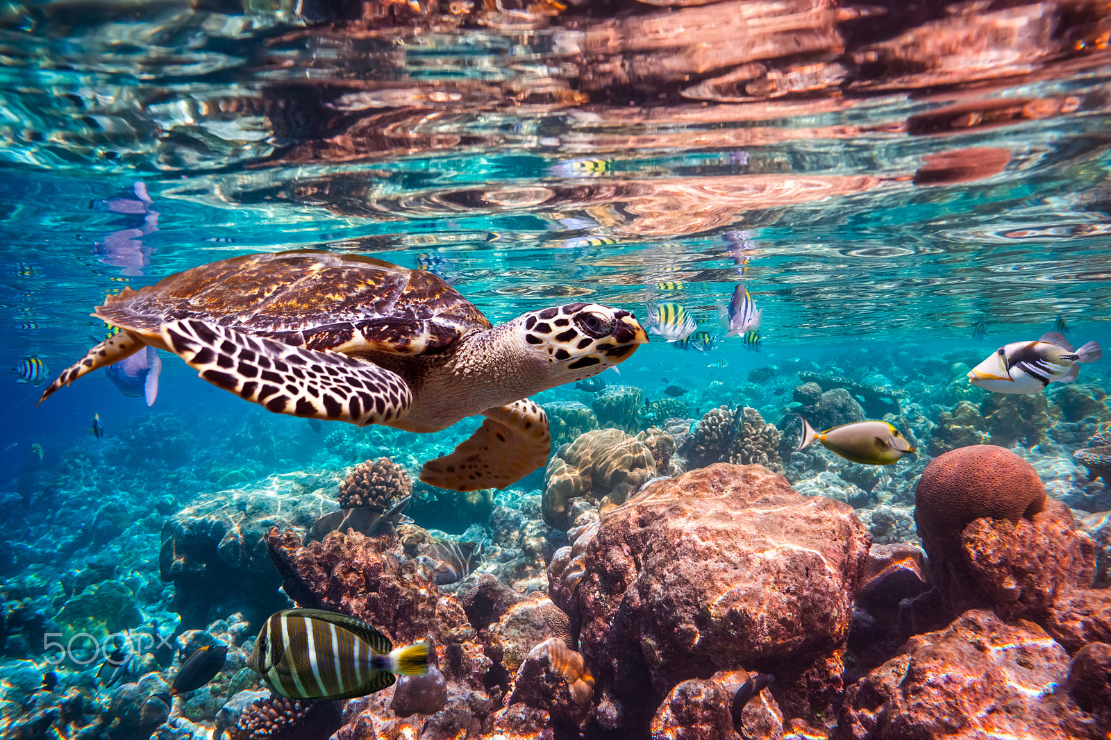 Sony Alpha NEX-7 sample photo. Hawksbill turtle - eretmochelys imbricata photography