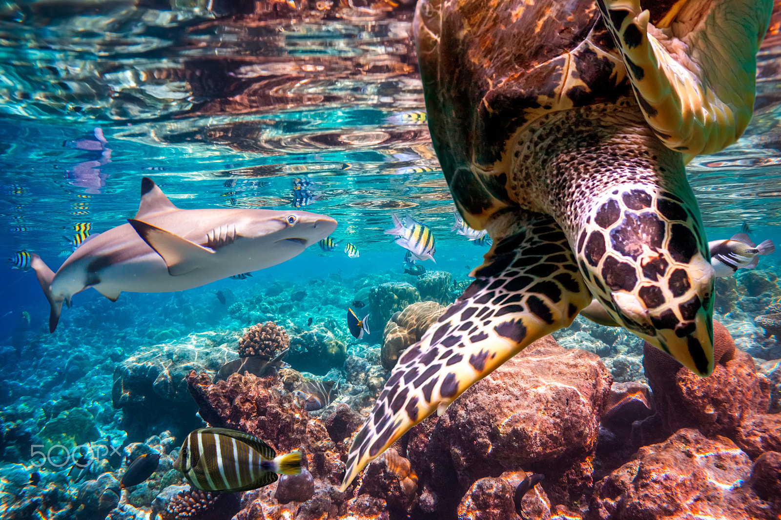 Sony Alpha NEX-7 + Sony E 18-55mm F3.5-5.6 OSS sample photo. Tropical coral reef. photography