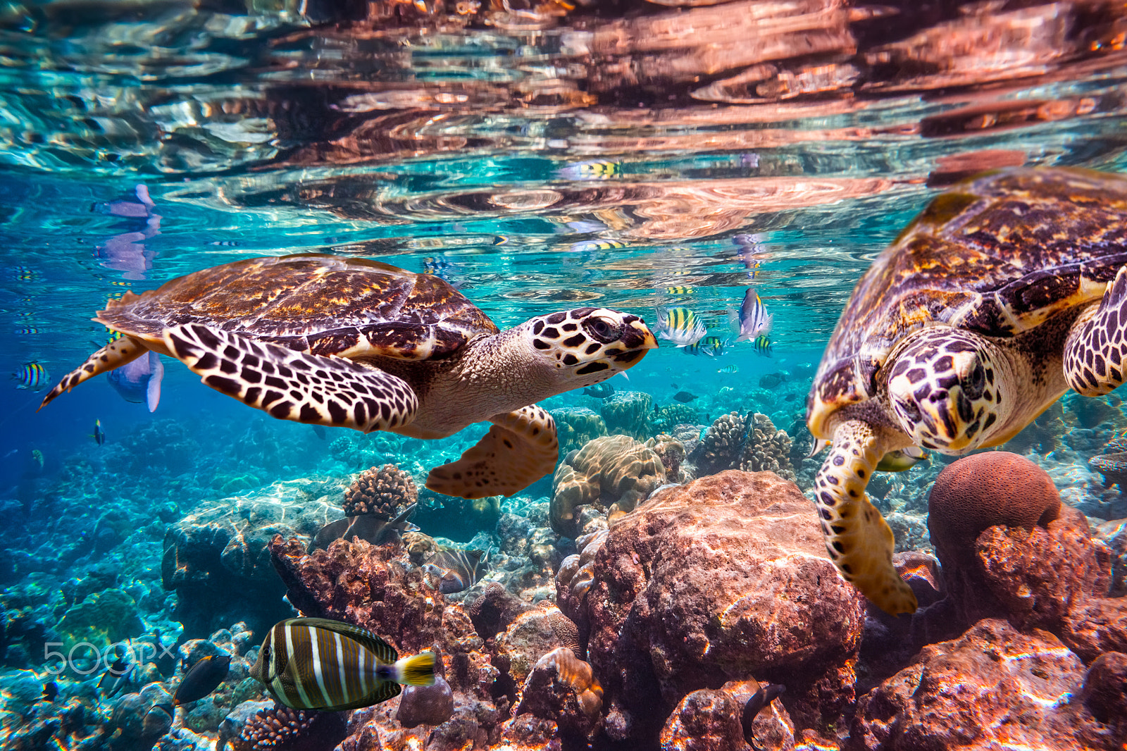 Sony Alpha NEX-7 sample photo. Hawksbill turtle - eretmochelys imbricata photography