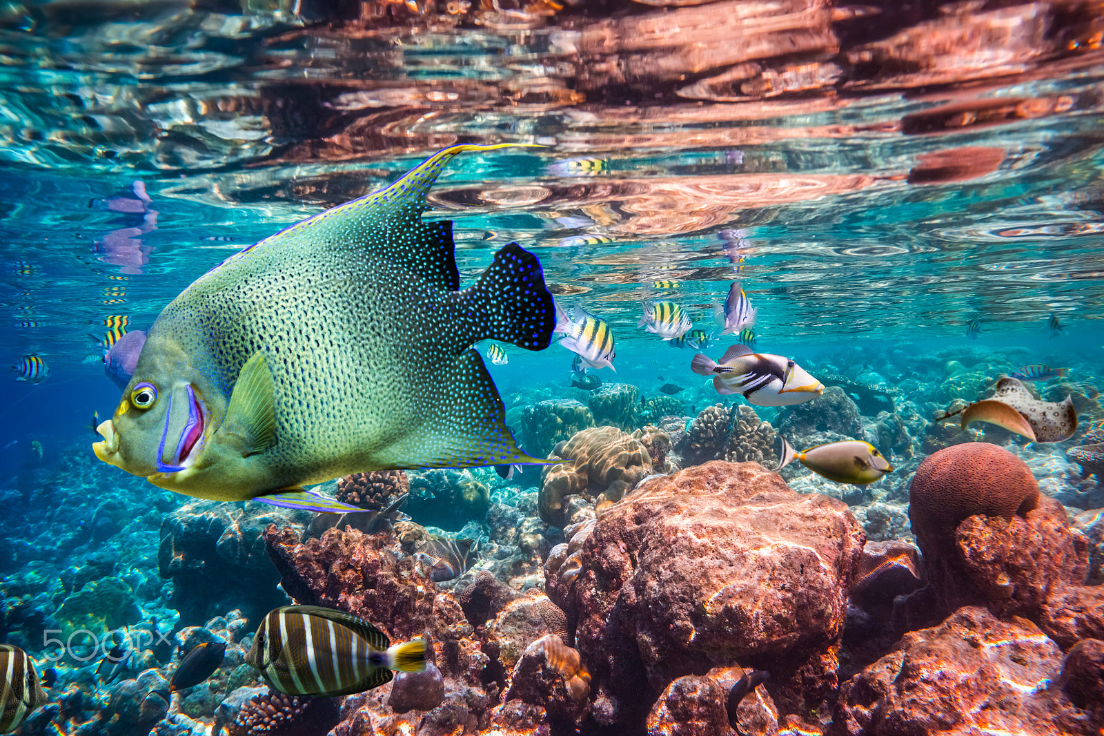 Sony Alpha NEX-7 sample photo. Tropical coral reef. photography