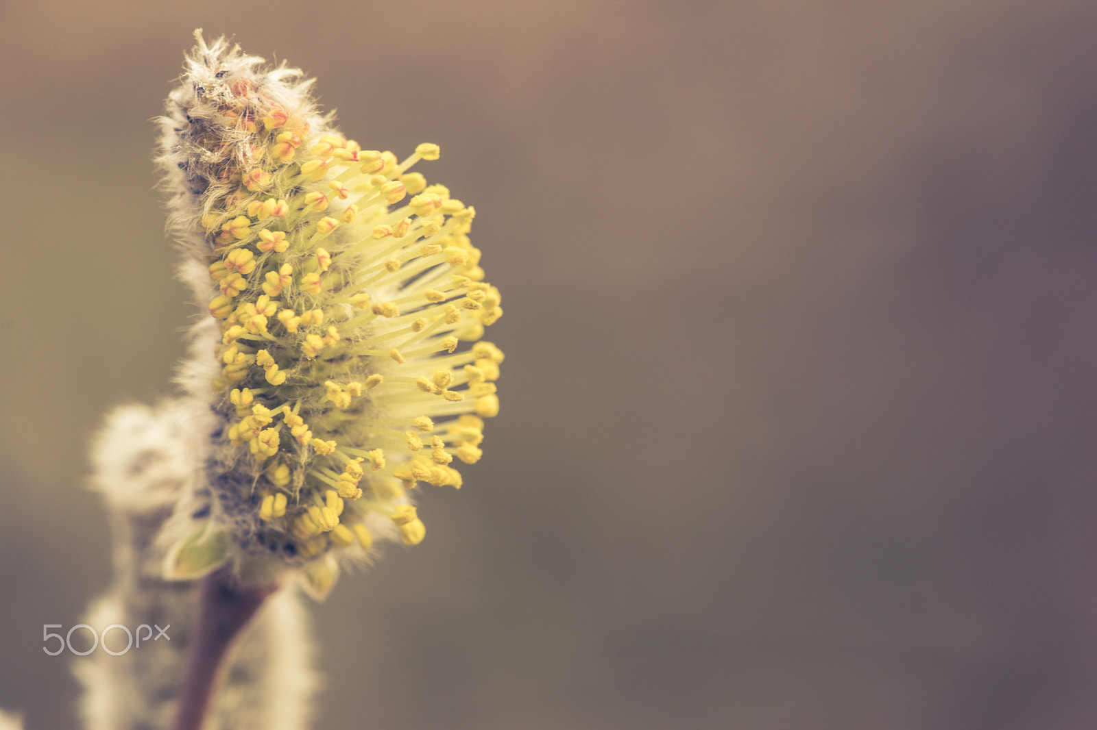 Sigma 150mm F2.8 EX DG Macro HSM sample photo. Catkin photography