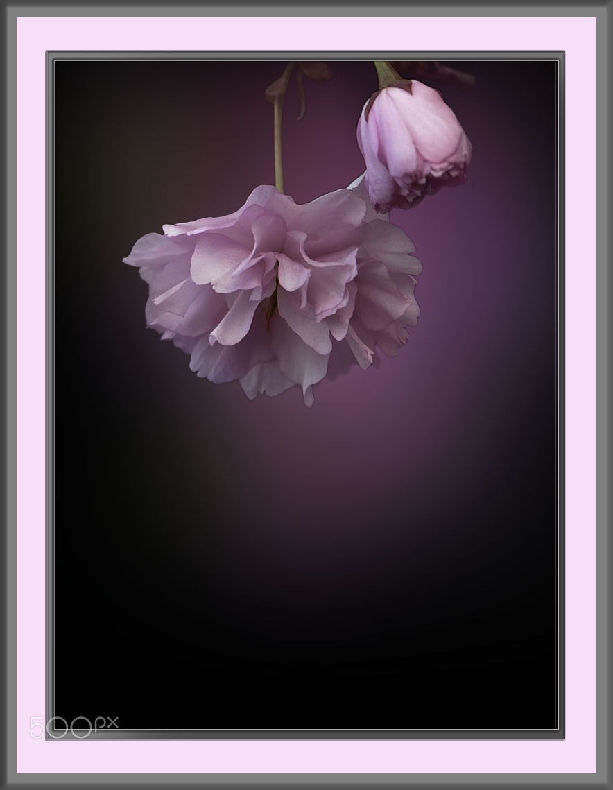 Nikon D700 sample photo. Pink flowers photography