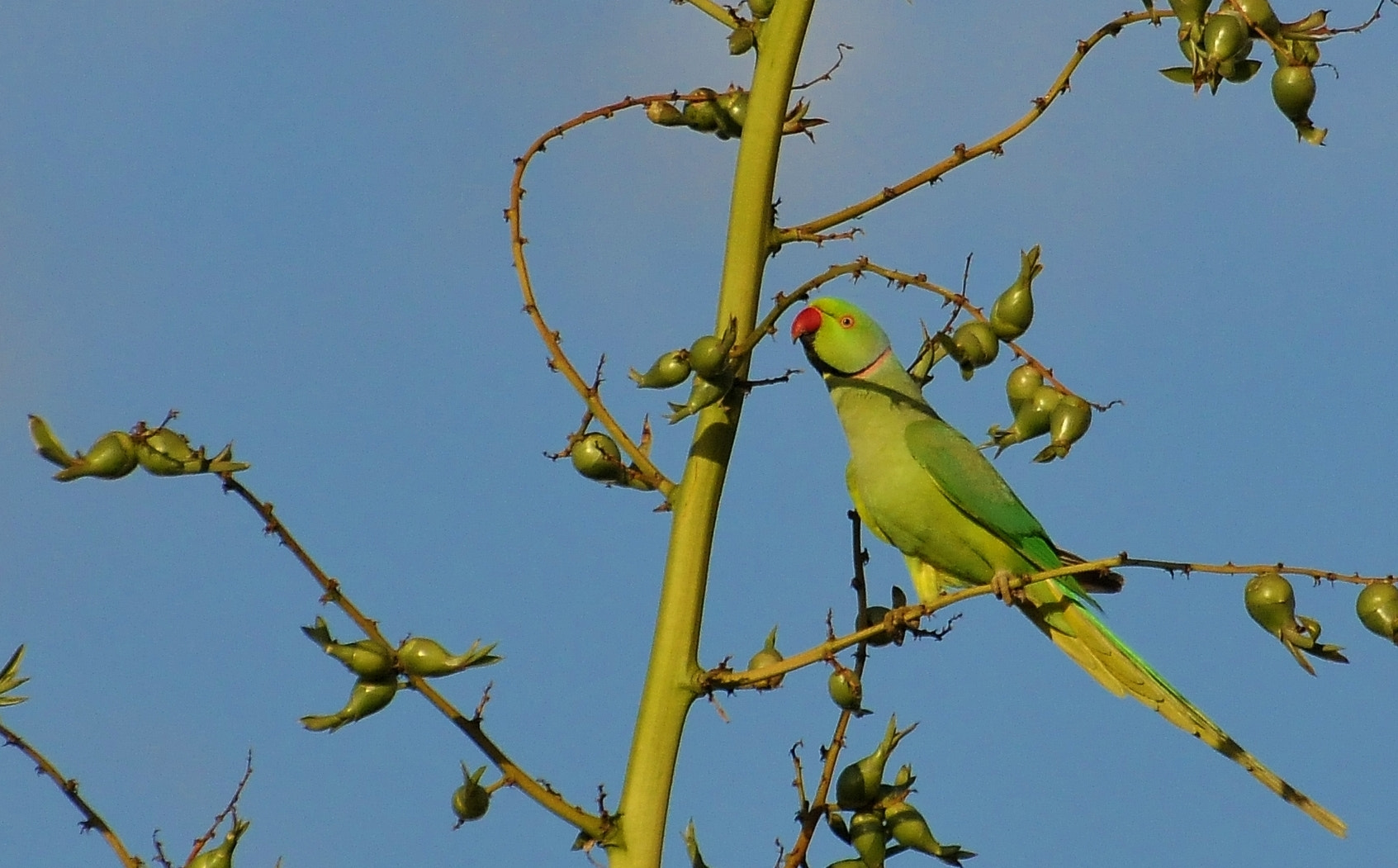 Nikon D300 sample photo. Rose-ringed parakeet (psittacula krameri) photography