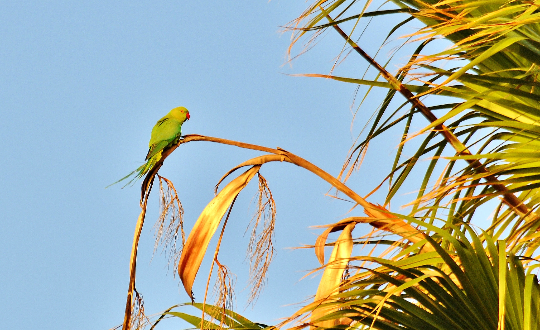 Nikon D300 sample photo. Rose-ringed parakeet (psittacula krameri) photography