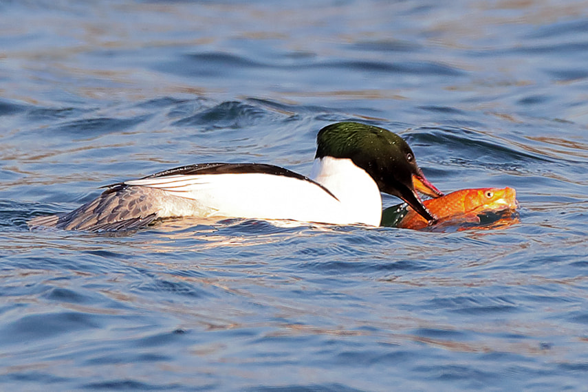 Canon EOS-1D X Mark II + Canon EF 800mm F5.6L IS USM sample photo