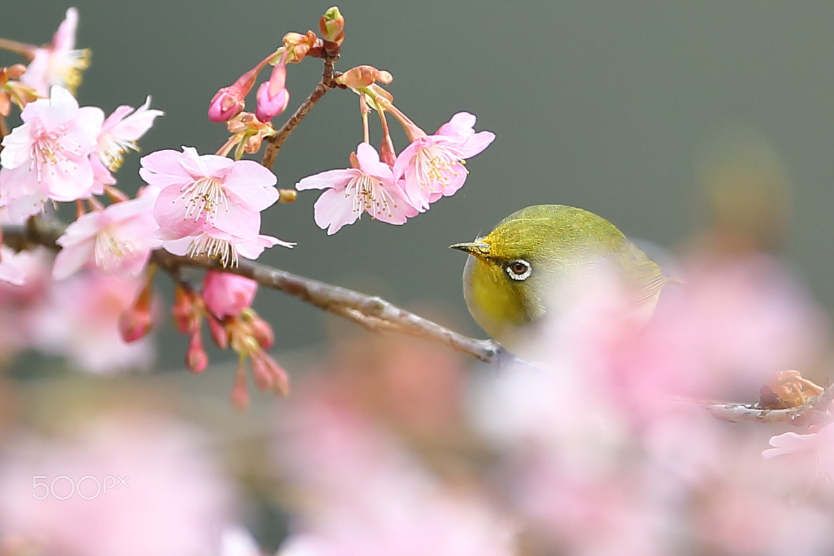 Canon EF 400mm F2.8L IS II USM sample photo. 寻觅 photography