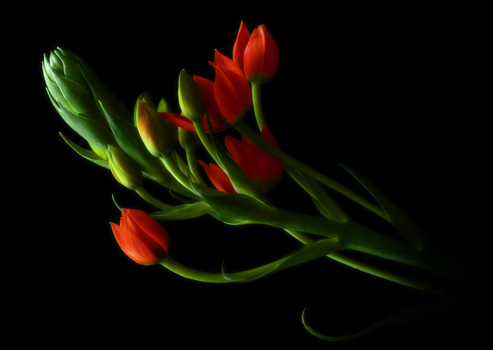 Nikon D700 sample photo. Ornithogalum dubium photography