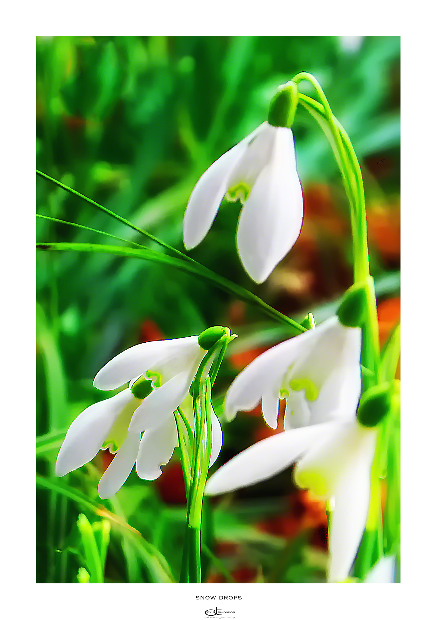 Canon EOS 5DS R sample photo. Snow drop photography