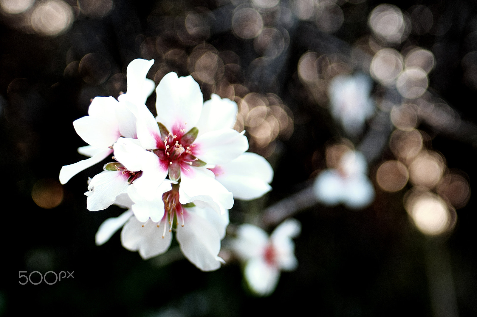 Fujifilm X-T1 + Fujifilm XF 16mm F1.4 R WR sample photo. Pure photography