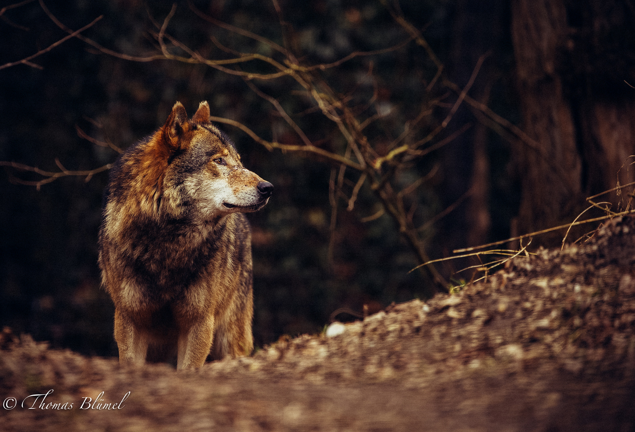 Canon EOS-1D X sample photo. Wolf photography