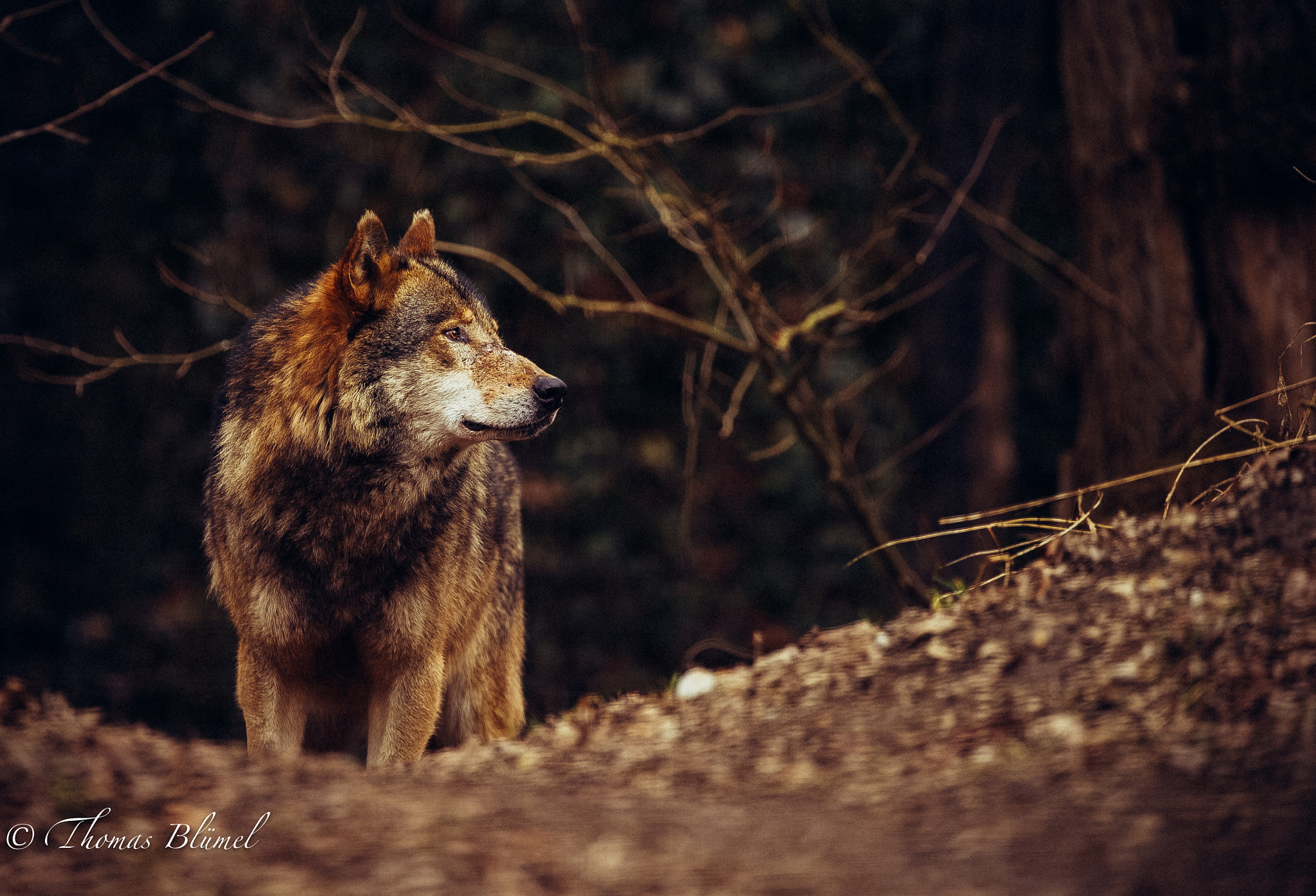 Canon EF 300mm F2.8L IS II USM sample photo. Wolf photography