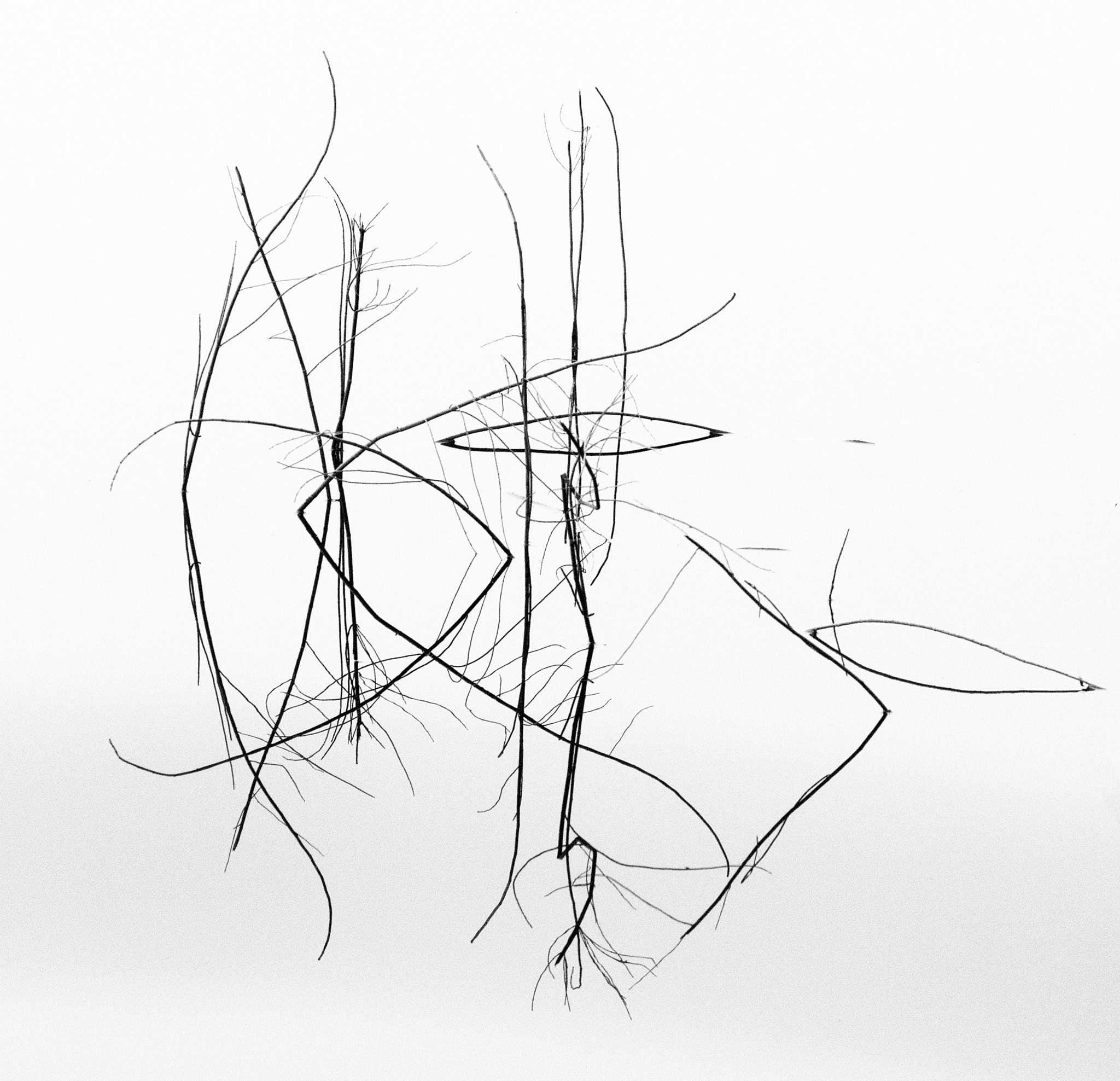 Nikon D300 sample photo. Reeds, loch achray photography