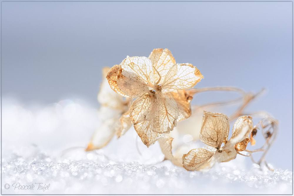 Sigma 150mm F2.8 EX DG Macro HSM sample photo. Faded beauty photography