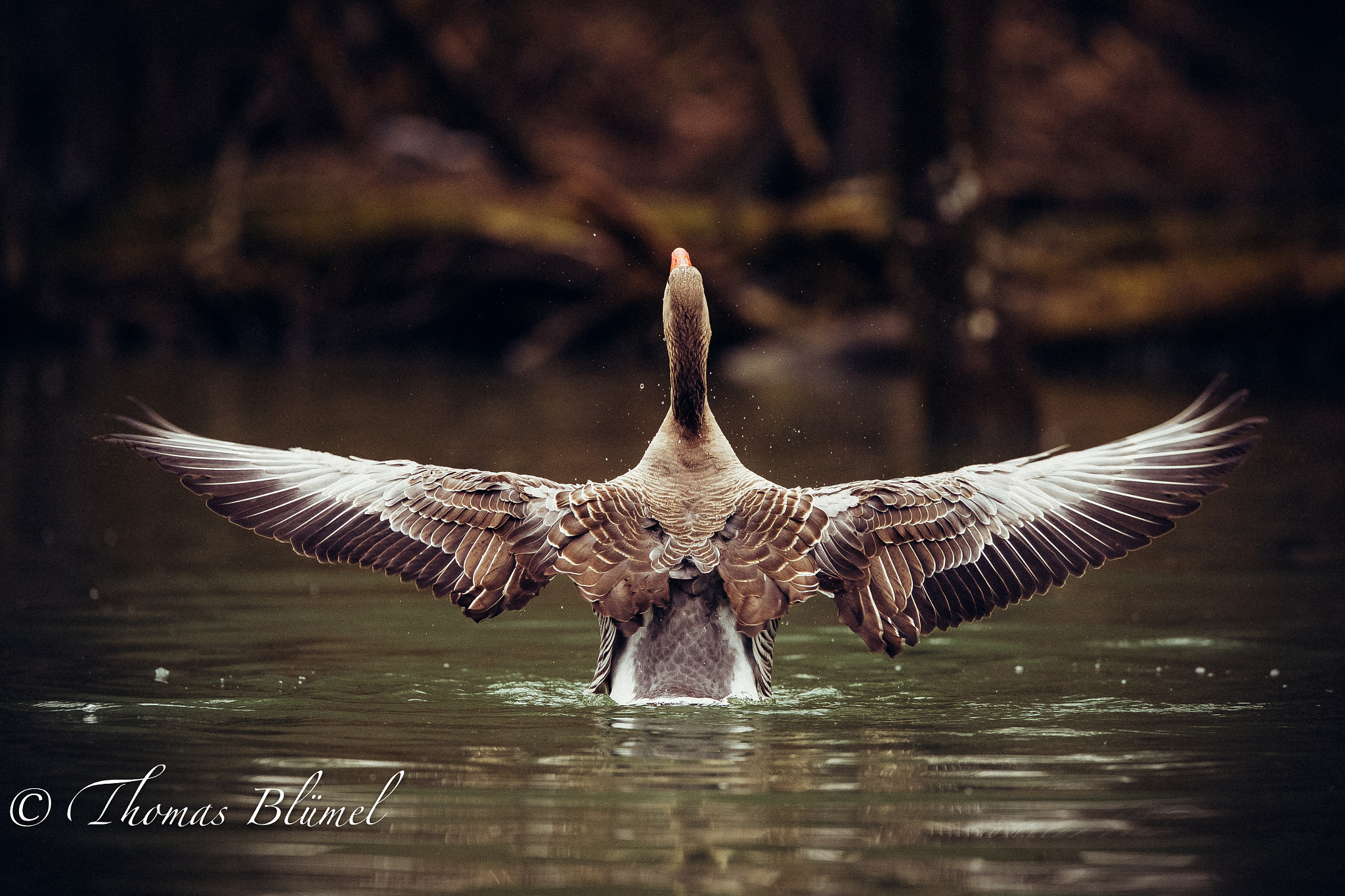 Canon EF 300mm F2.8L IS II USM sample photo. Goose portrait photography