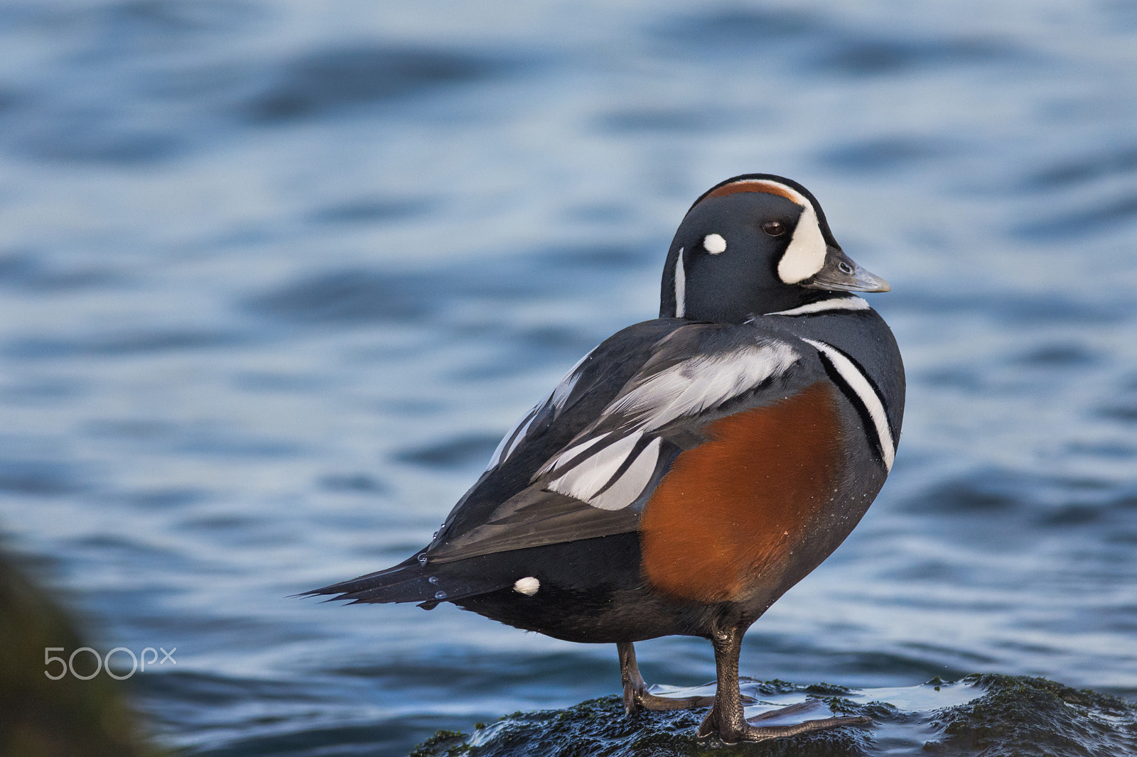 Nikon D7200 sample photo. Harlequin on the rocks photography