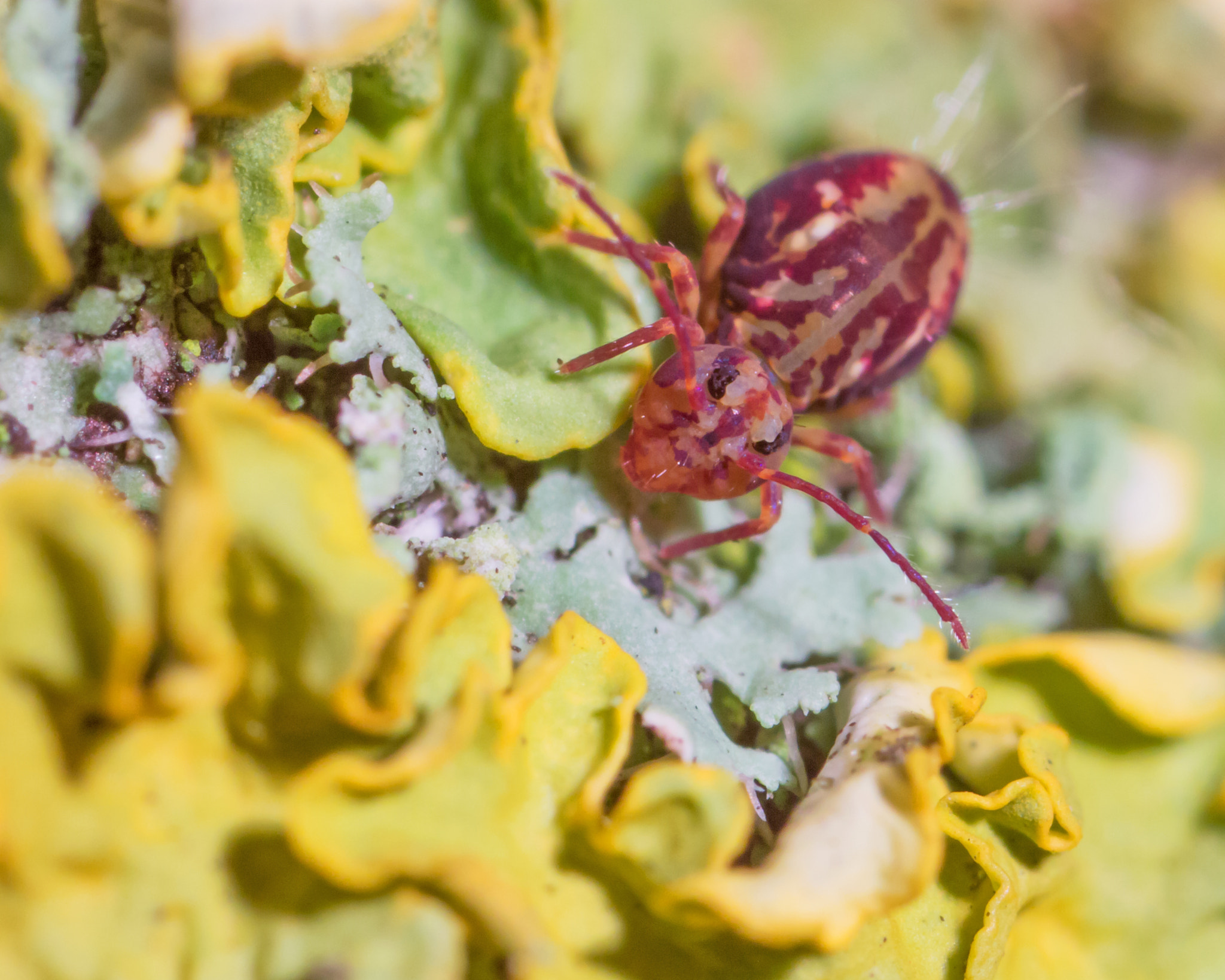 Canon MP-E 65mm F2.5 1-5x Macro Photo sample photo. Collembola dicyrtomina photography