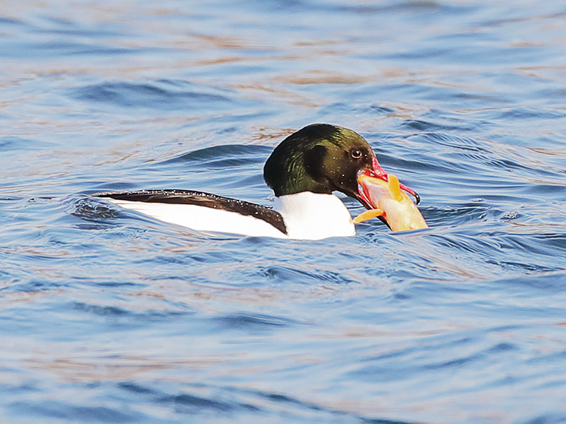 Canon EOS-1D X Mark II + Canon EF 800mm F5.6L IS USM sample photo