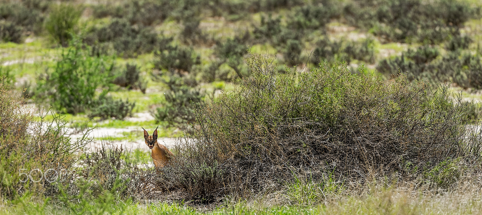 Nikon AF-S Nikkor 200-400mm F4G ED-IF VR sample photo. Curious caracal photography
