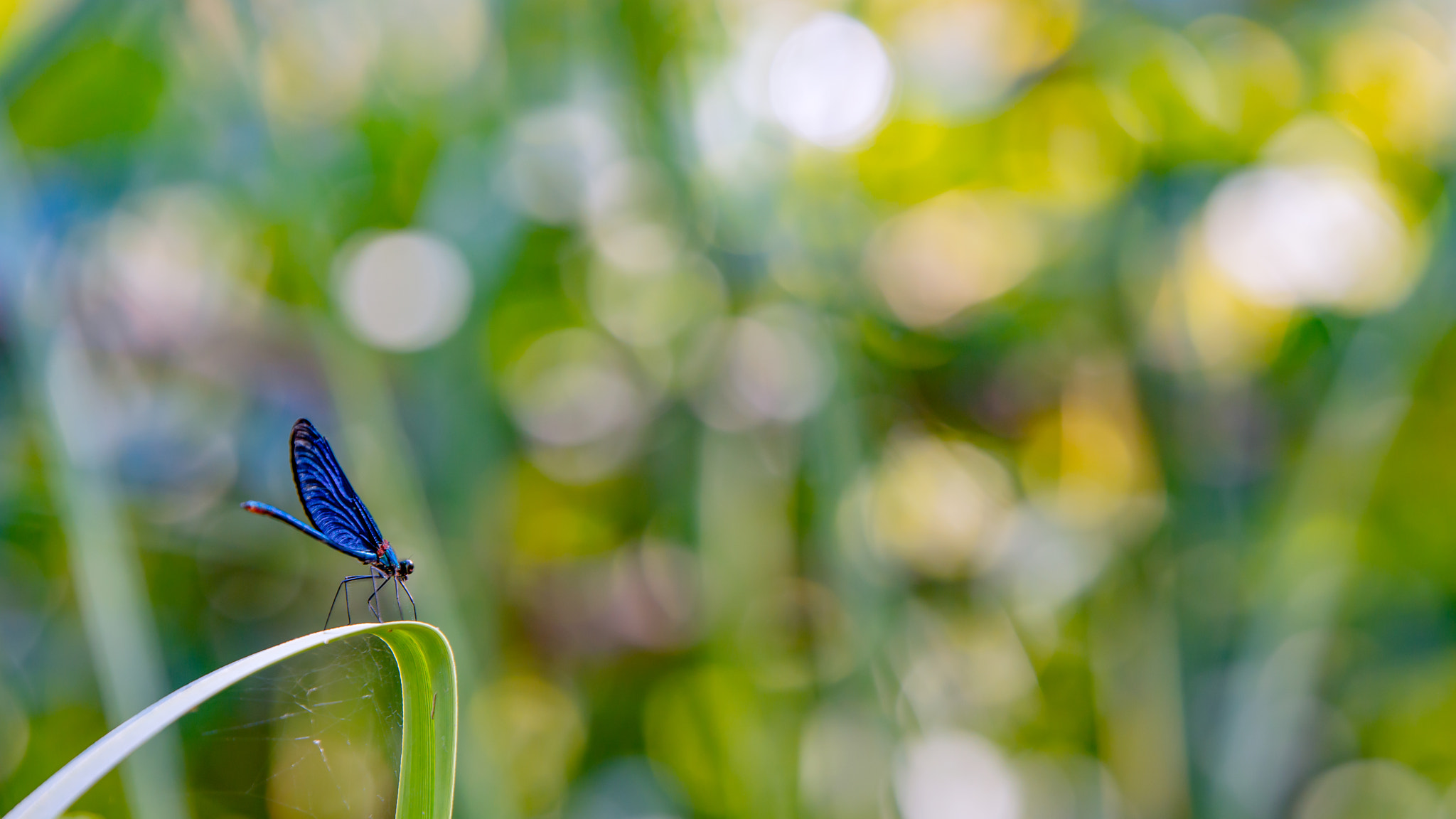 Tamron SP 70-200mm F2.8 Di VC USD sample photo. 3,2,1, gooo photography