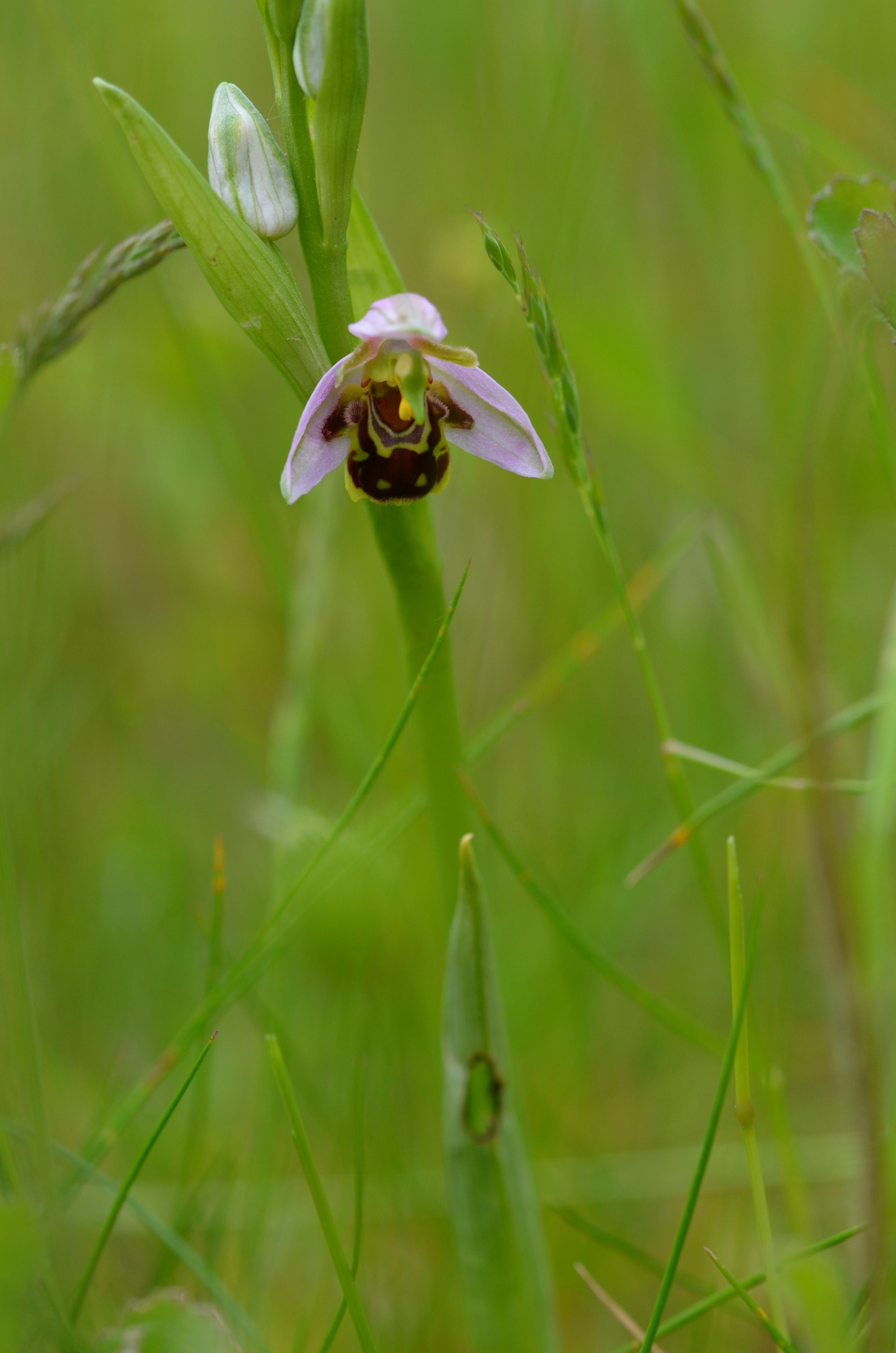 Sigma 105mm F2.8 EX DG OS HSM sample photo. Bee orchid photography