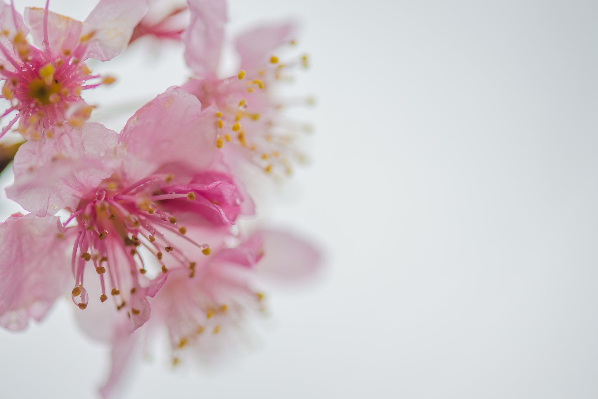 Nikon AF-S Micro-Nikkor 105mm F2.8G IF-ED VR sample photo. Dsc photography