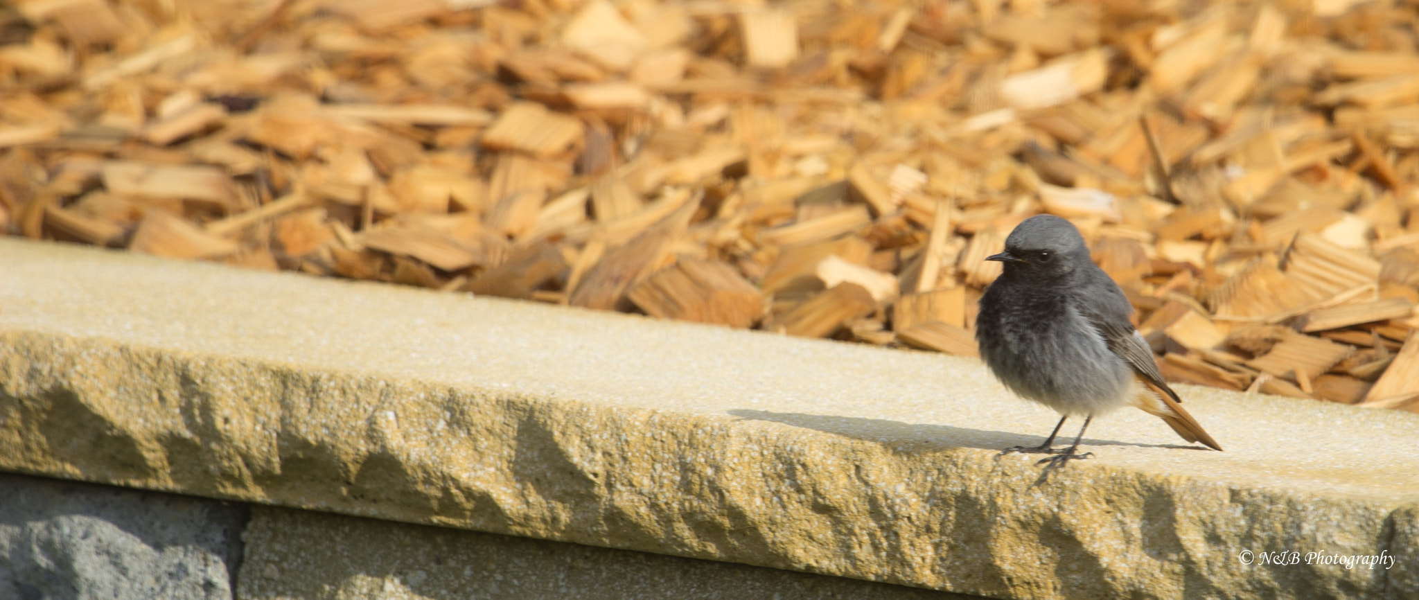 Canon EF 100-400mm F4.5-5.6L IS USM sample photo