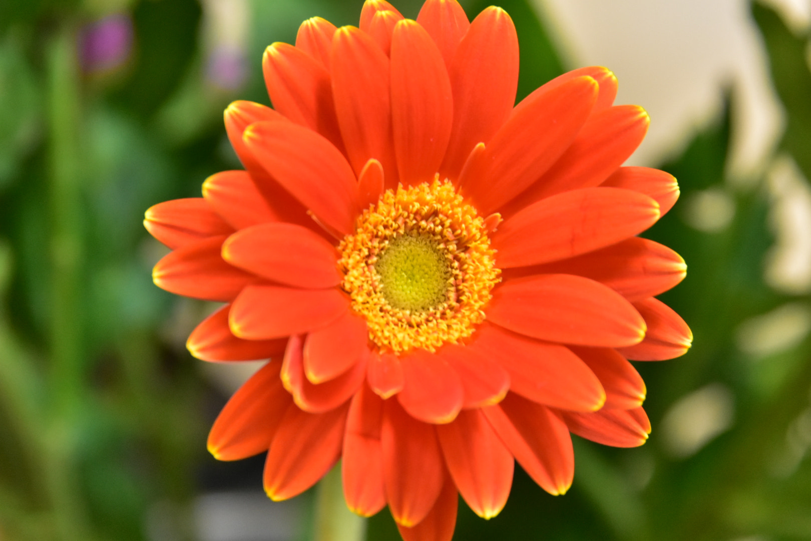 Nikon D7200 sample photo. Flower  photography