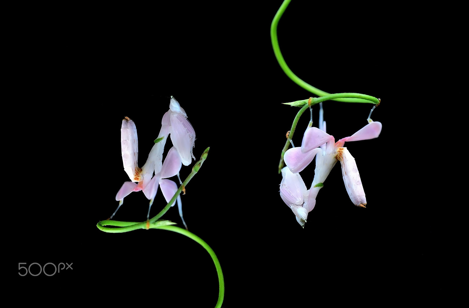 Nikon D60 sample photo. Orchid mantis,mantis orchid photography