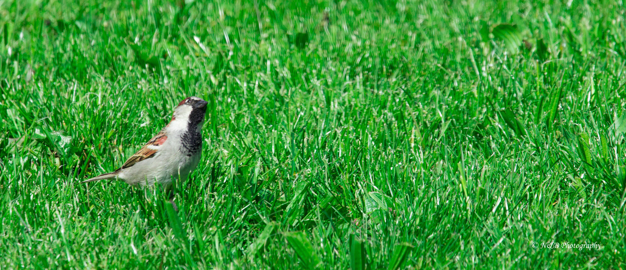 Canon EF 100-400mm F4.5-5.6L IS USM sample photo