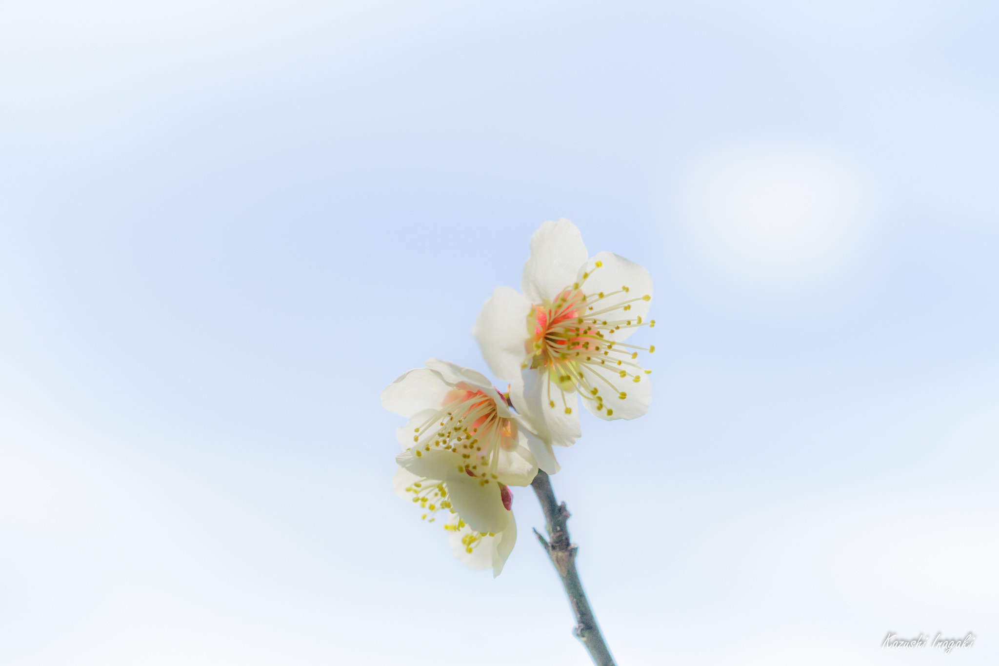 Sony a99 II sample photo. White plum blossoms photography
