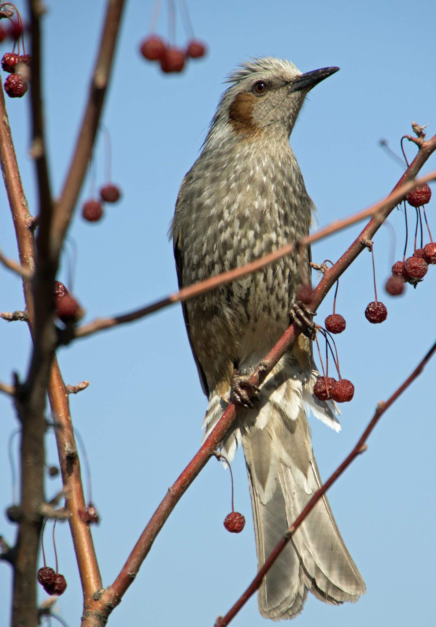 Canon EOS 60D sample photo. Bird photography