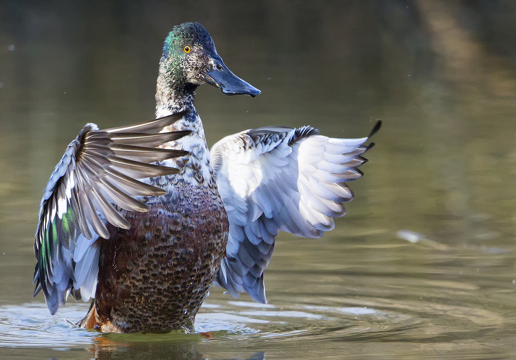 Canon EF 500mm F4L IS II USM sample photo. Le souchet photography