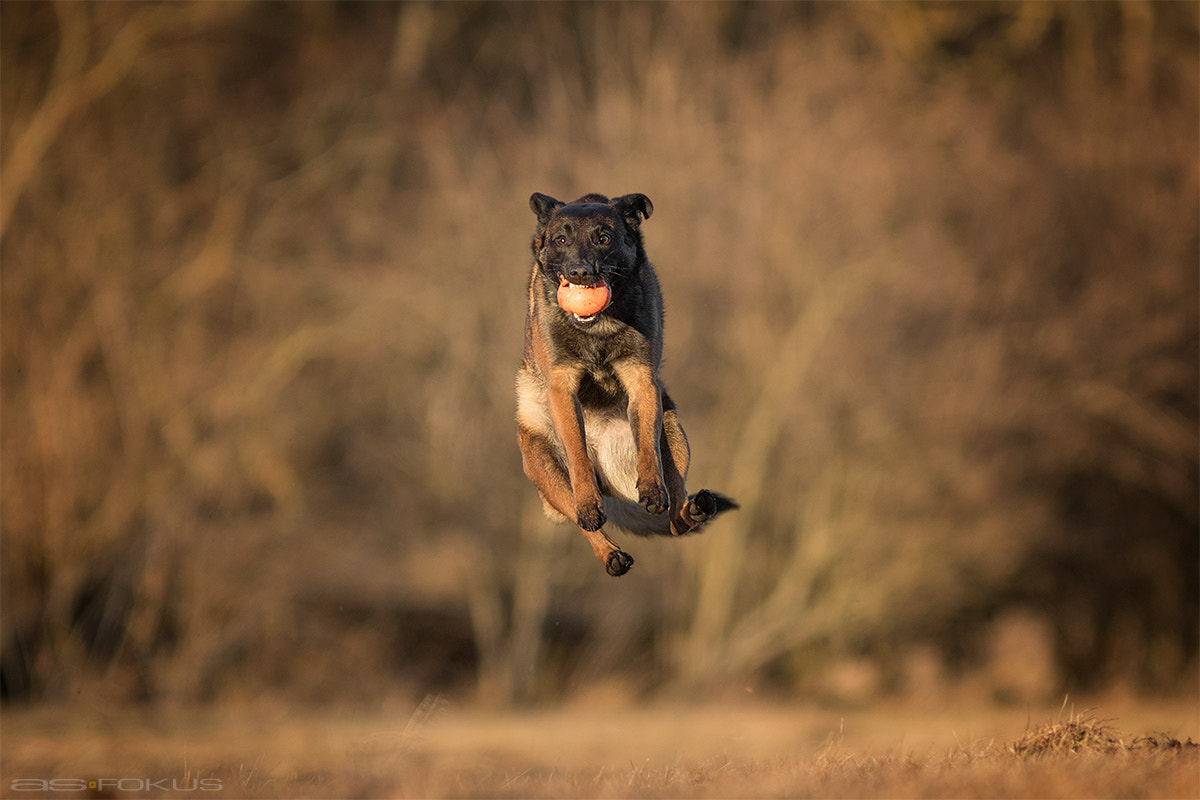 Canon EOS 7D Mark II + Canon EF 300mm F4L IS USM sample photo. Jump for fun  photography