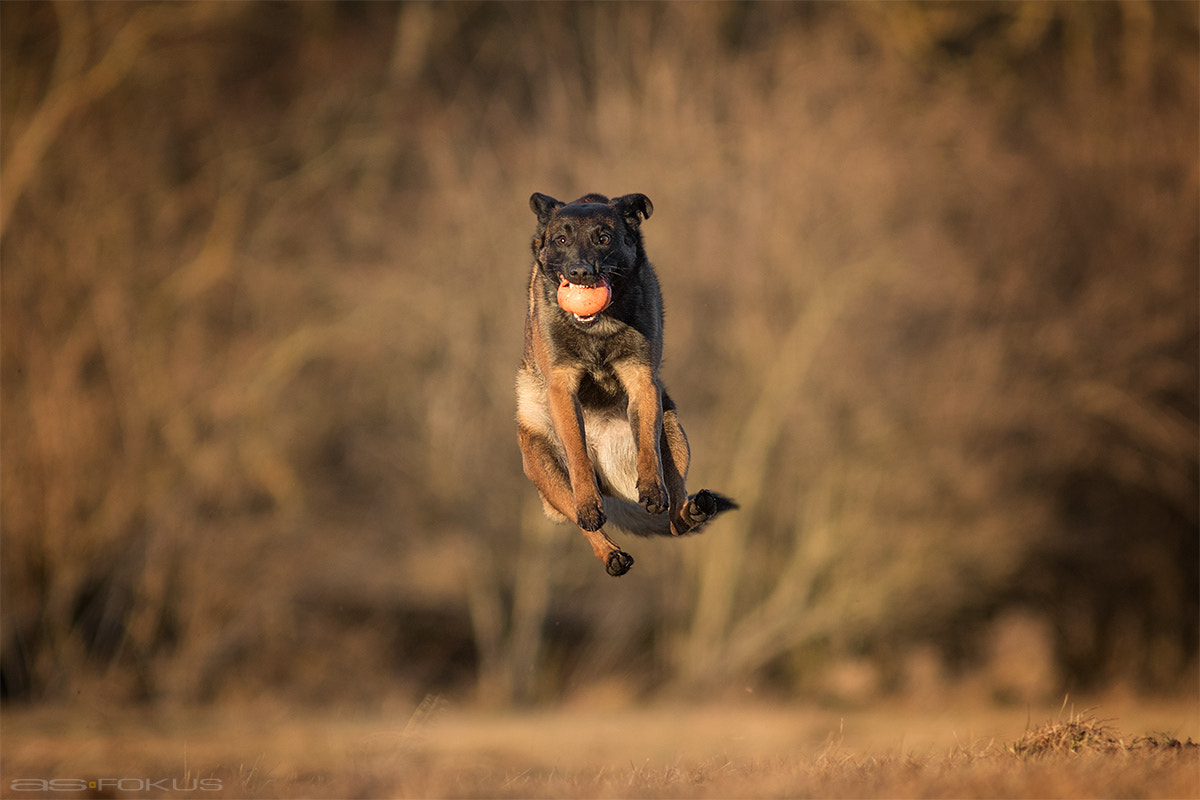 Canon EF 300mm F4L IS USM sample photo. Jump for fun  photography