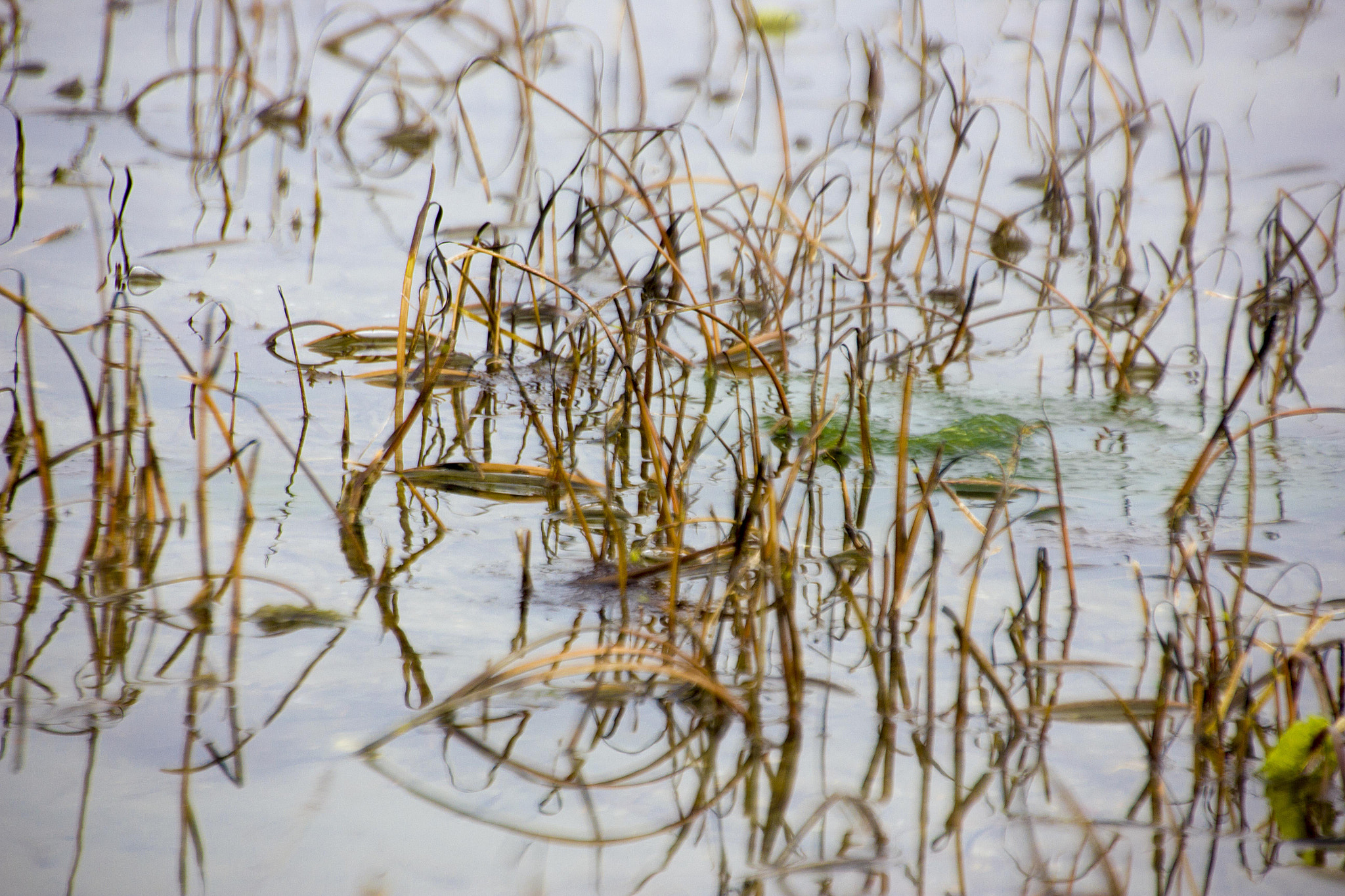 Canon EOS 550D (EOS Rebel T2i / EOS Kiss X4) sample photo. Moss photography