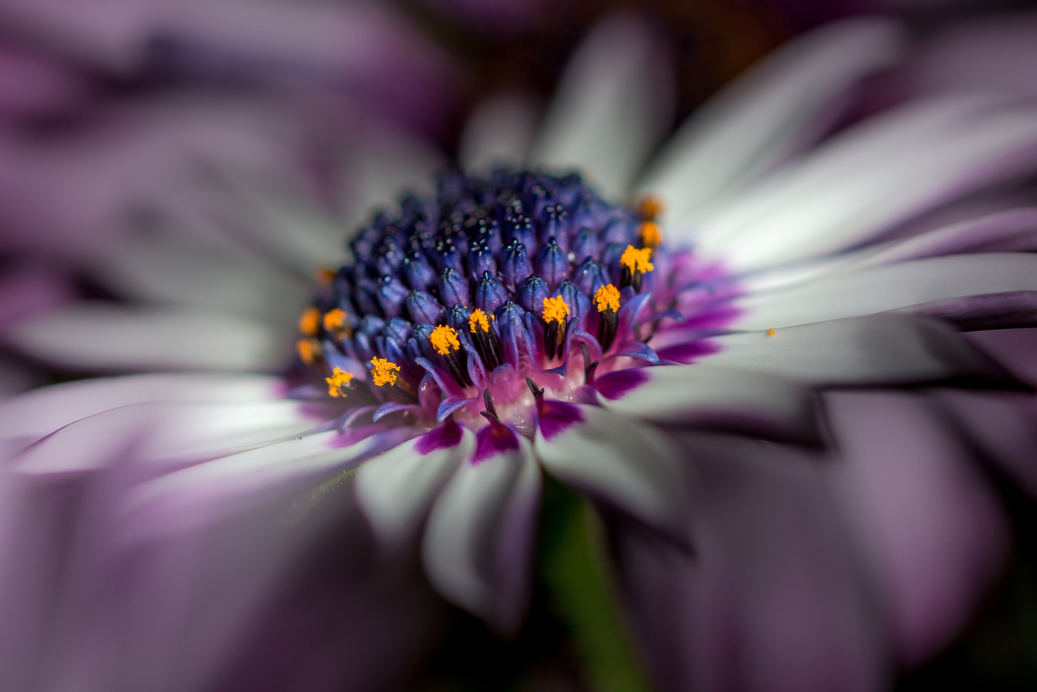 Canon EF 100mm F2.8 Macro USM sample photo. Purple collar photography