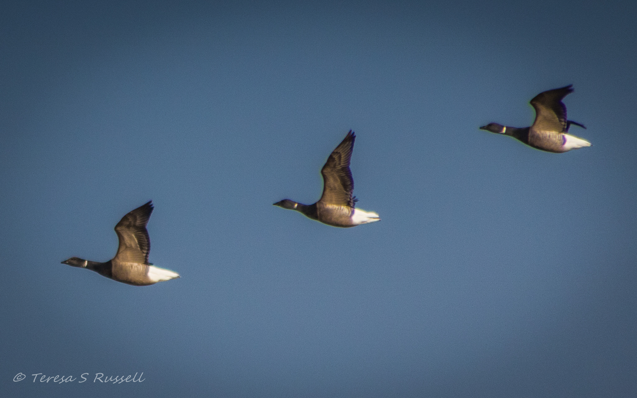 Canon EOS 760D (EOS Rebel T6s / EOS 8000D) sample photo. Flying trio photography