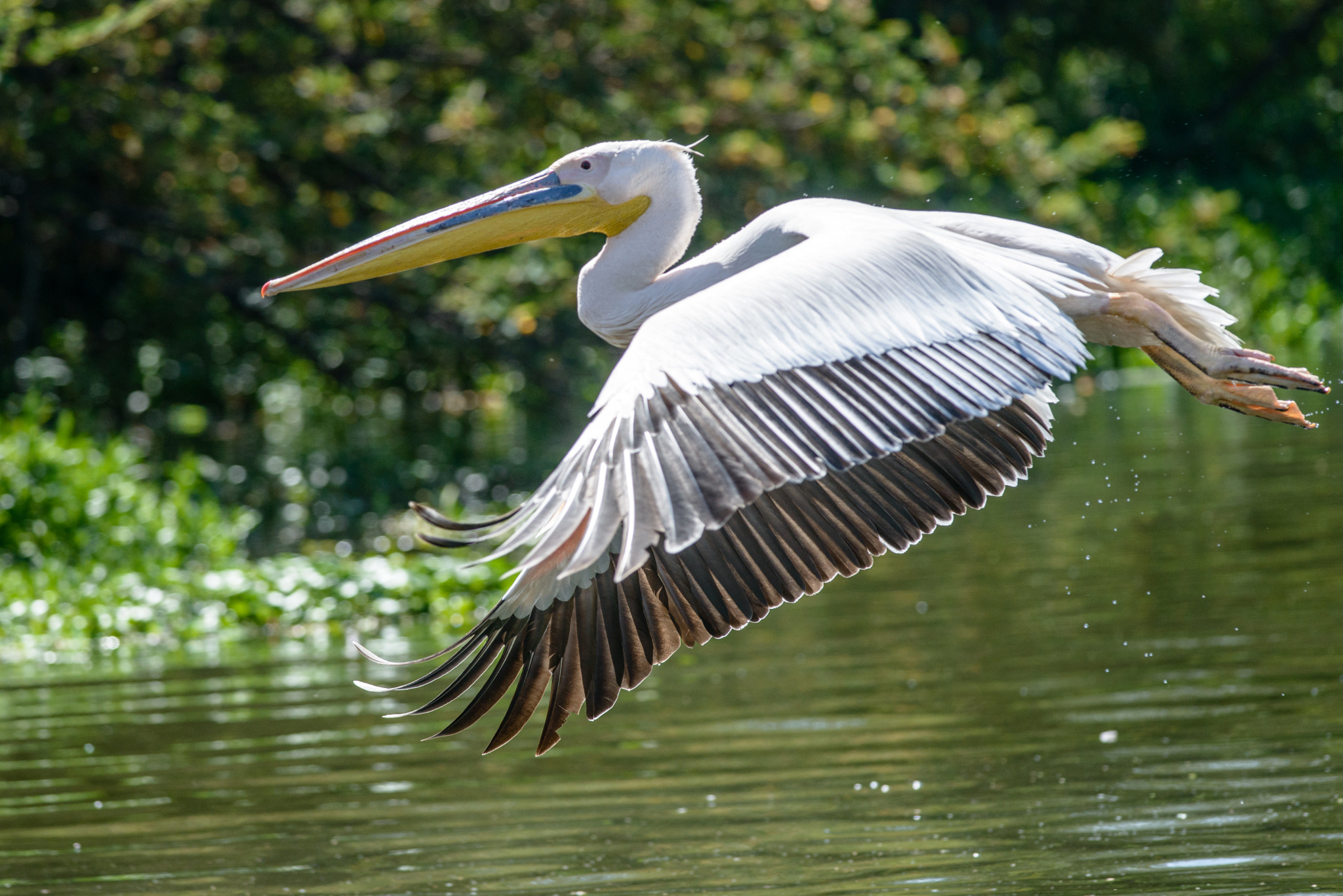 Nikon D800 + Nikon AF-S Nikkor 300mm F4D ED-IF sample photo. Pelican flight photography