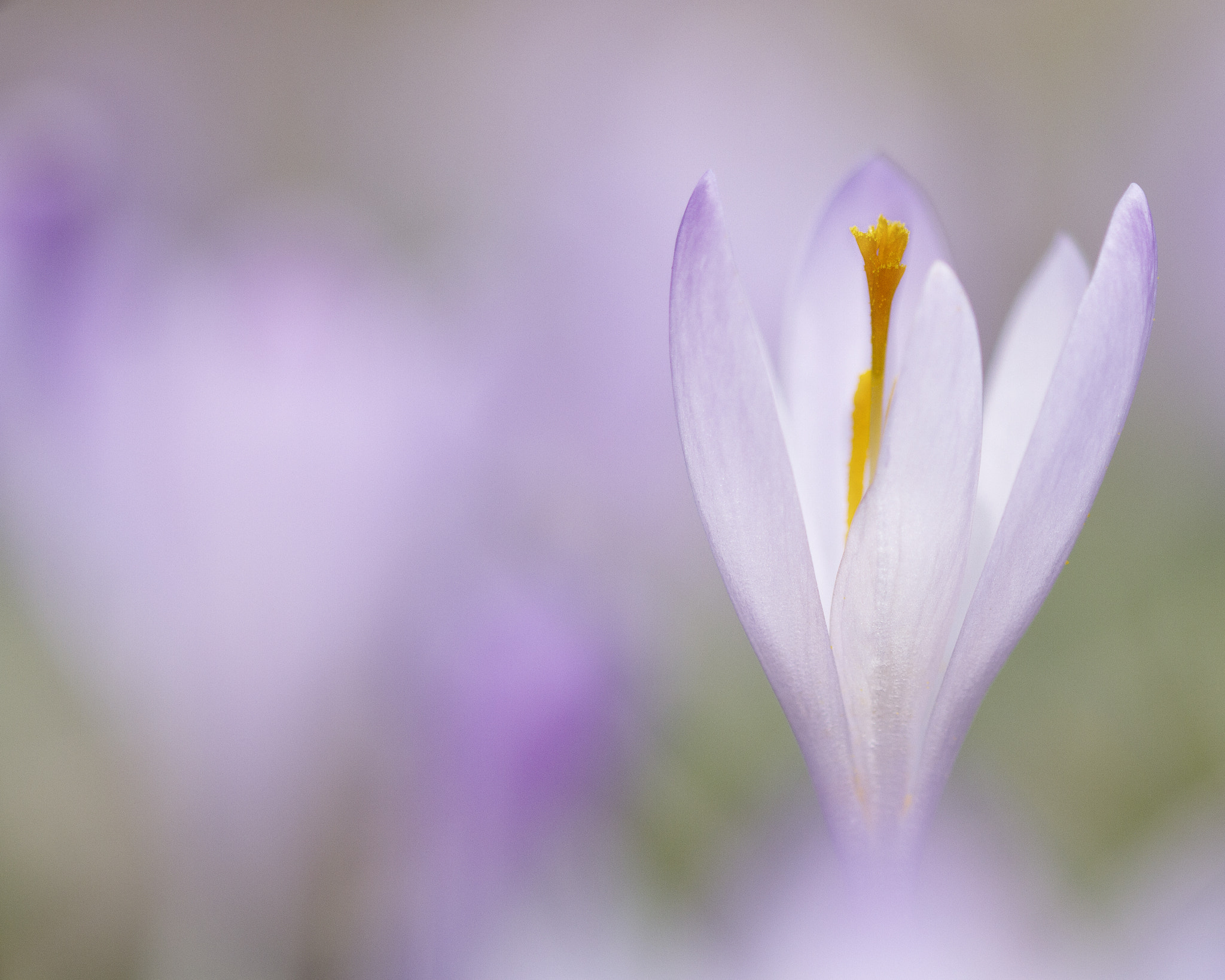 Sigma 105mm F2.8 EX DG OS HSM sample photo. Croscus photography