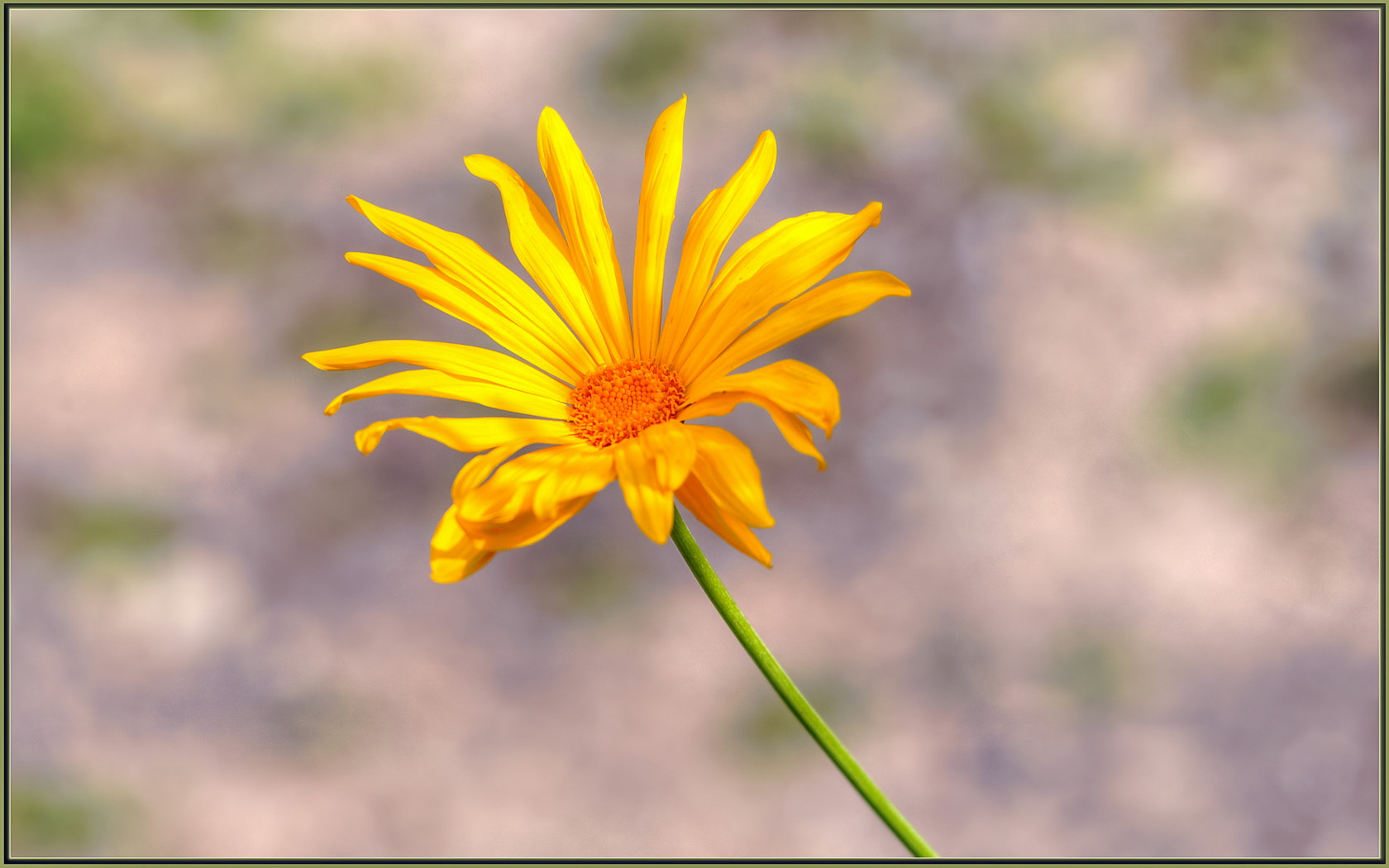 Sigma 120-400mm F4.5-5.6 DG OS HSM sample photo. Spring is calling photography