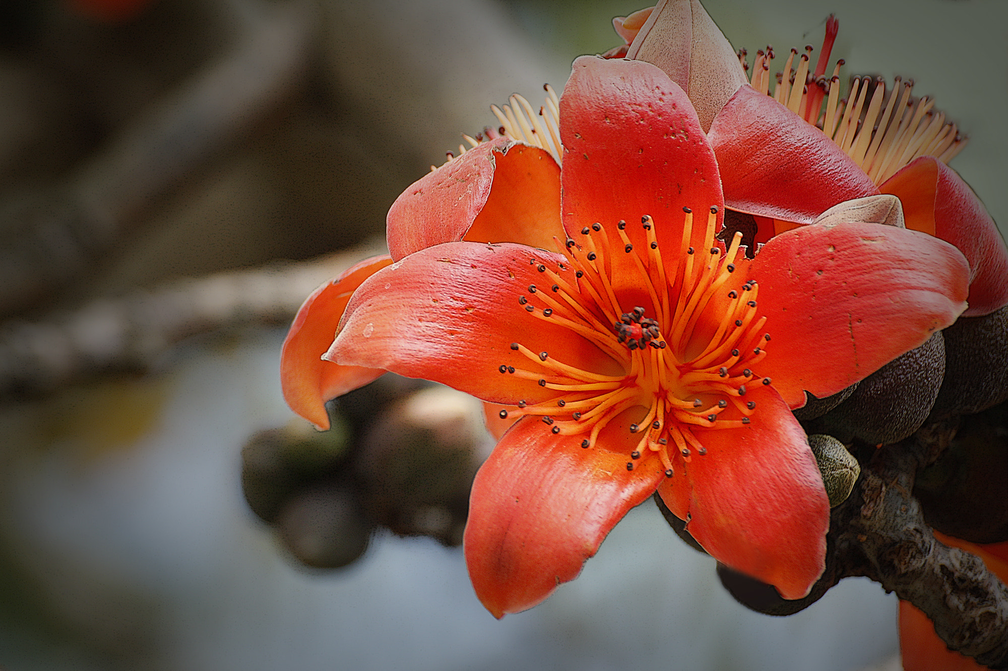 Canon EOS 60D sample photo. Red cotton tree photography