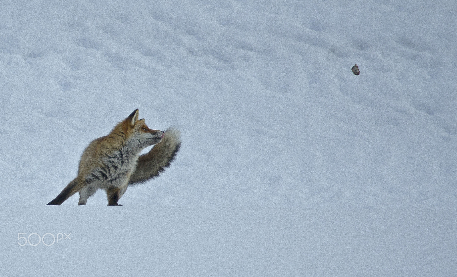 Nikon AF-S Nikkor 500mm F4G ED VR sample photo. Poor prey, the fox plays photography